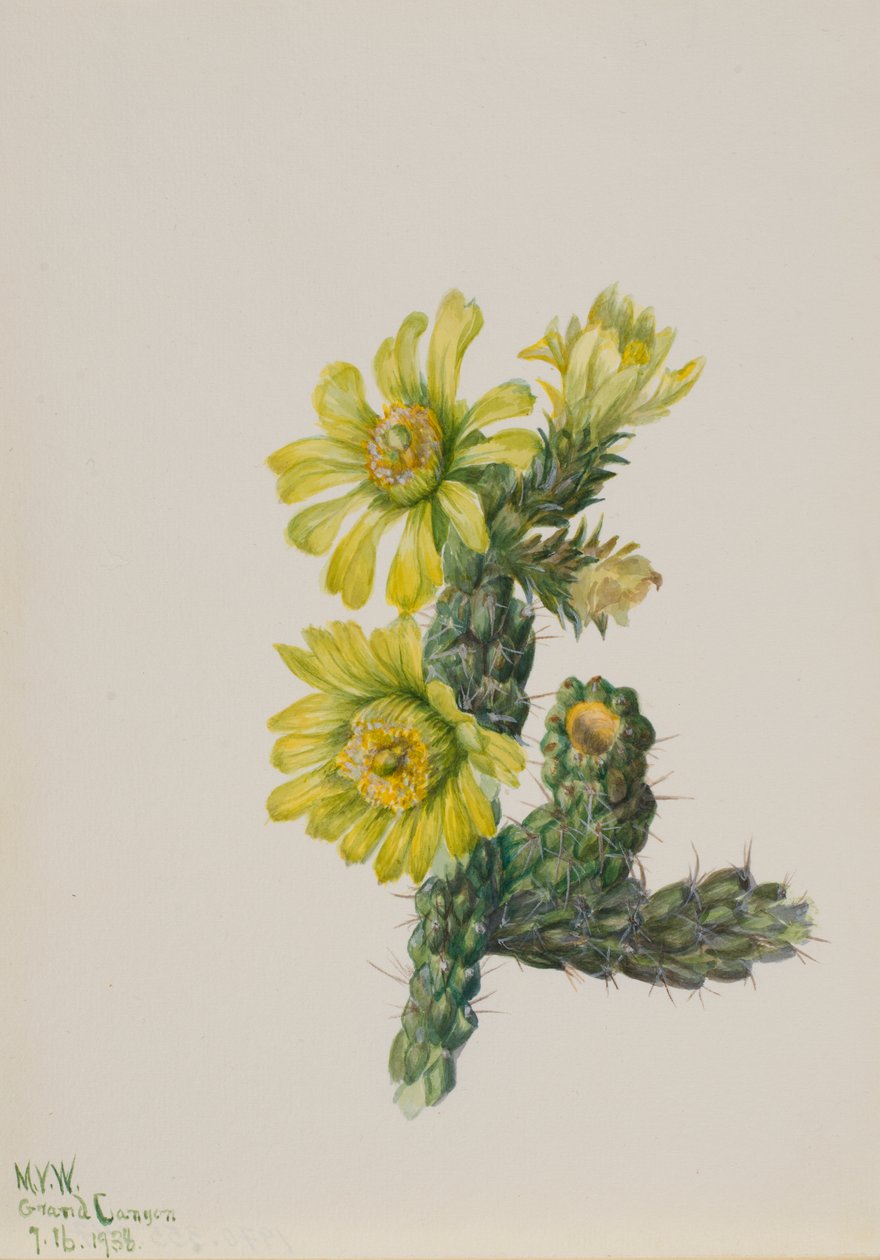 Cholla Opuntia whipplei, 1938. av Mary Vaux Walcott