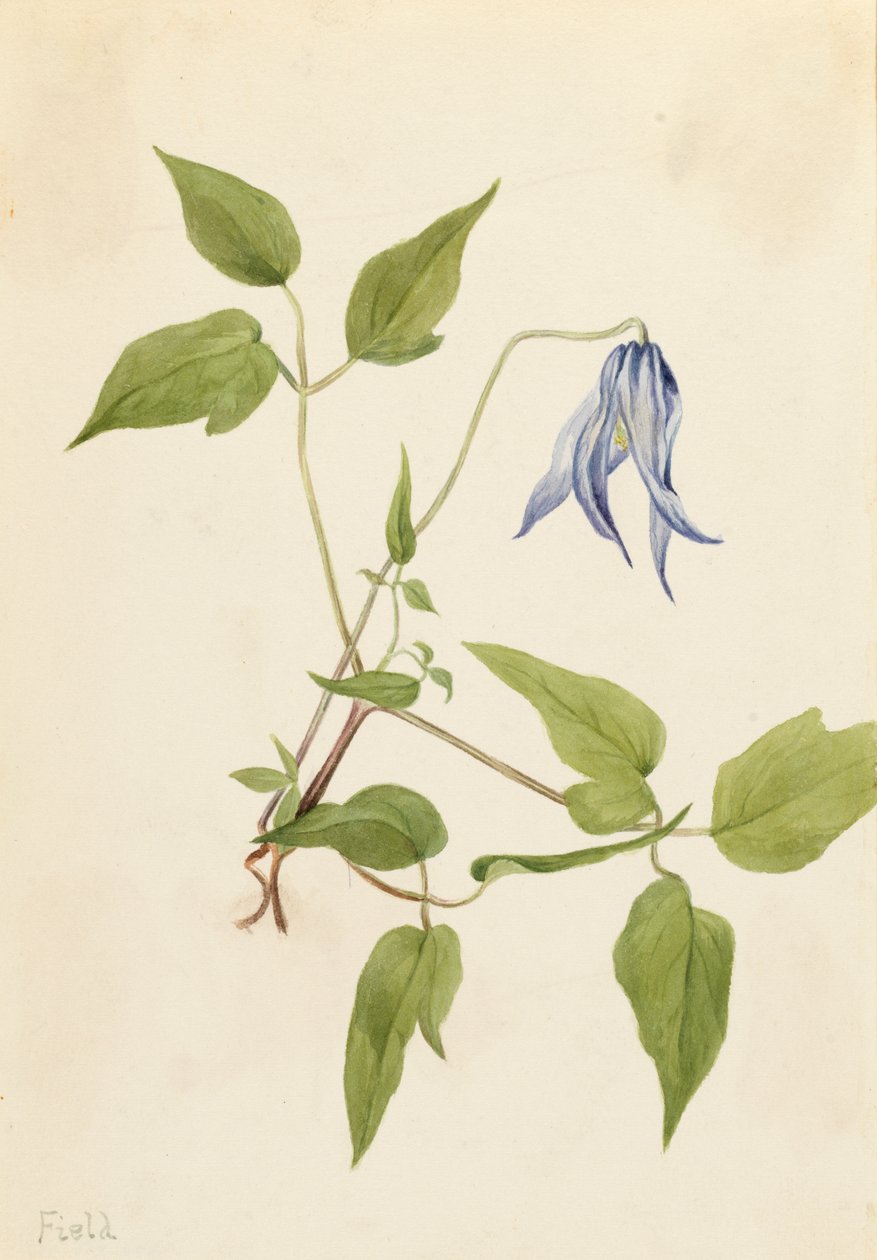 Columbia Clematis Clematis columbiana, ca. 1900-1925. av Mary Vaux Walcott