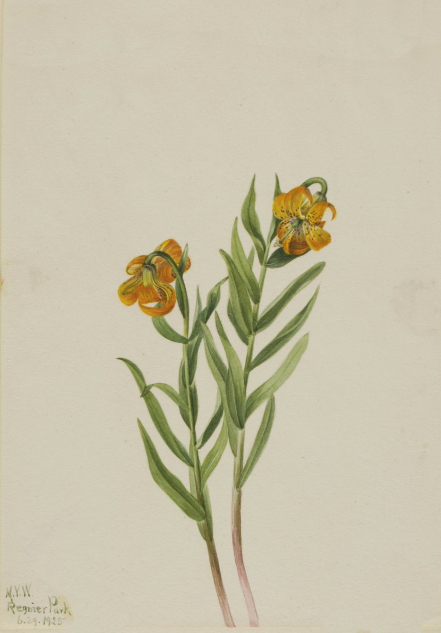 Columbia Lily Columbia Lily, 1925. av Mary Vaux Walcott