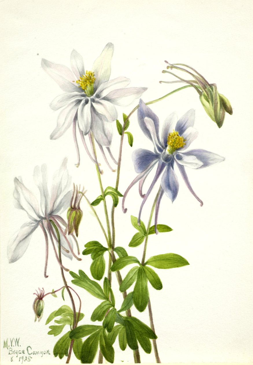 Columbine Aquilegia ecalcarata, 1935. av Mary Vaux Walcott