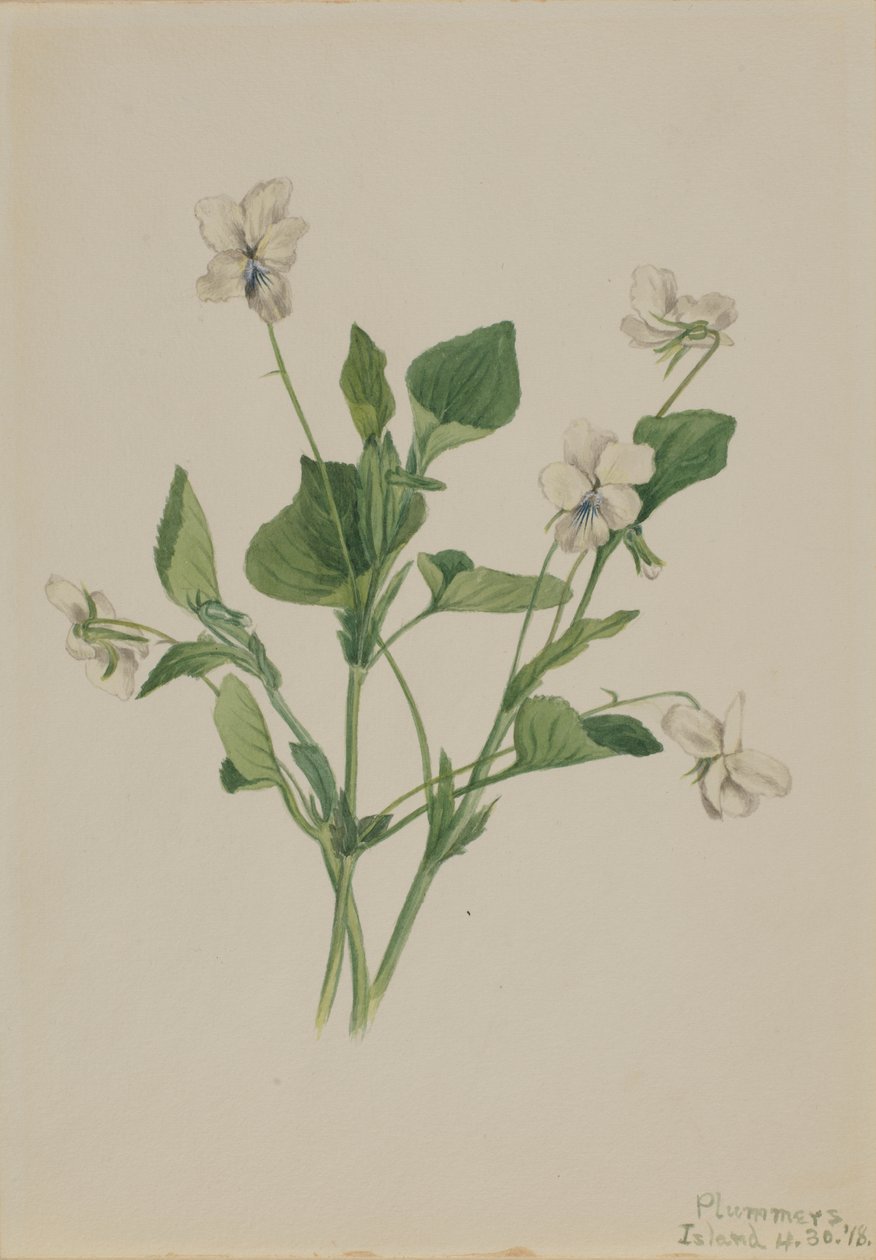 Creme Violet Viola striata, 1918. av Mary Vaux Walcott