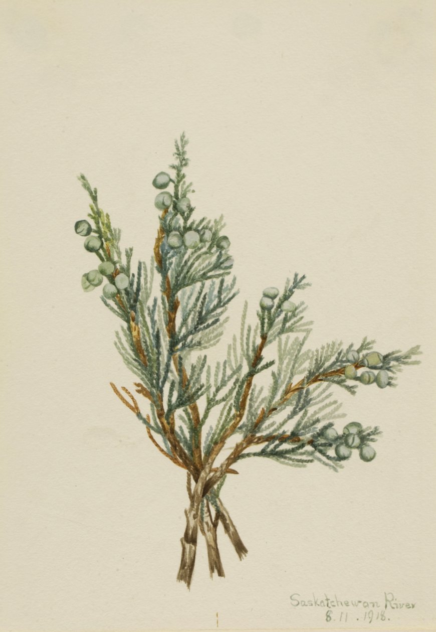 Creeping Juniper Juniperus horizontalis, 1918.    1141884   no       norwegian Successfully Translated  Original: Study of head of bearded man for The Quest of the Holy Grail (series of fifteen paintings for the Boston Public Library, completed in 1901) Tr av Mary Vaux Walcott