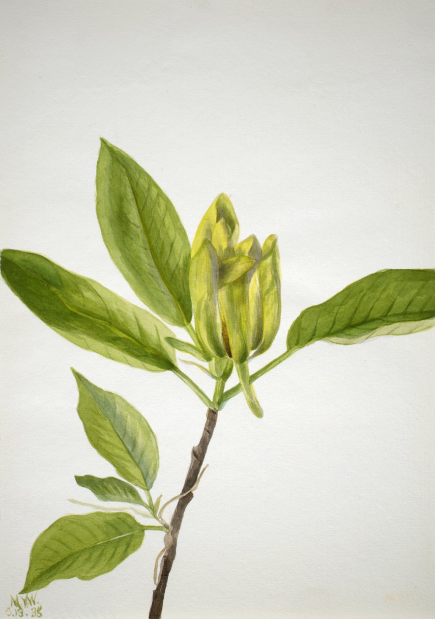 Agurktre Magnolia scuminata, 1938. av Mary Vaux Walcott