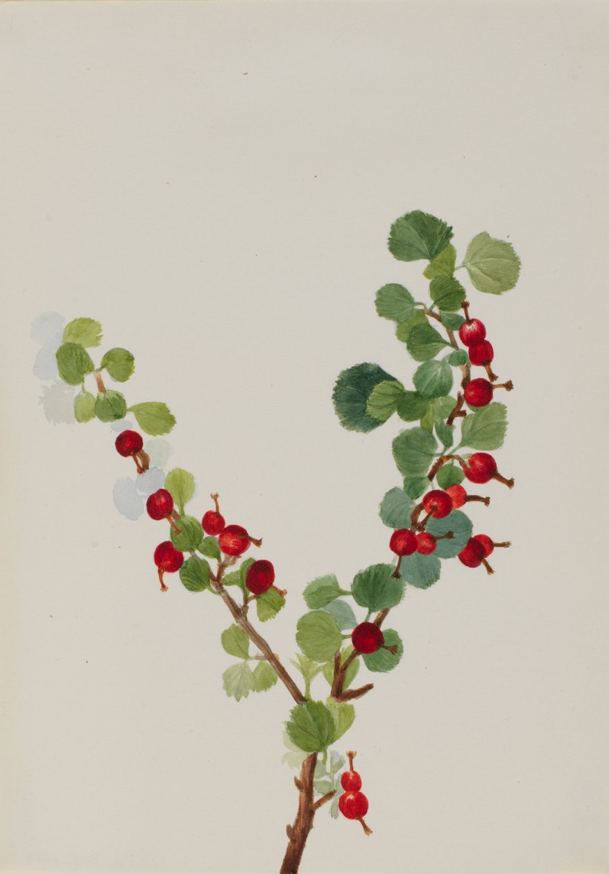 Rips uferdige Ribes arter, n.d. av Mary Vaux Walcott