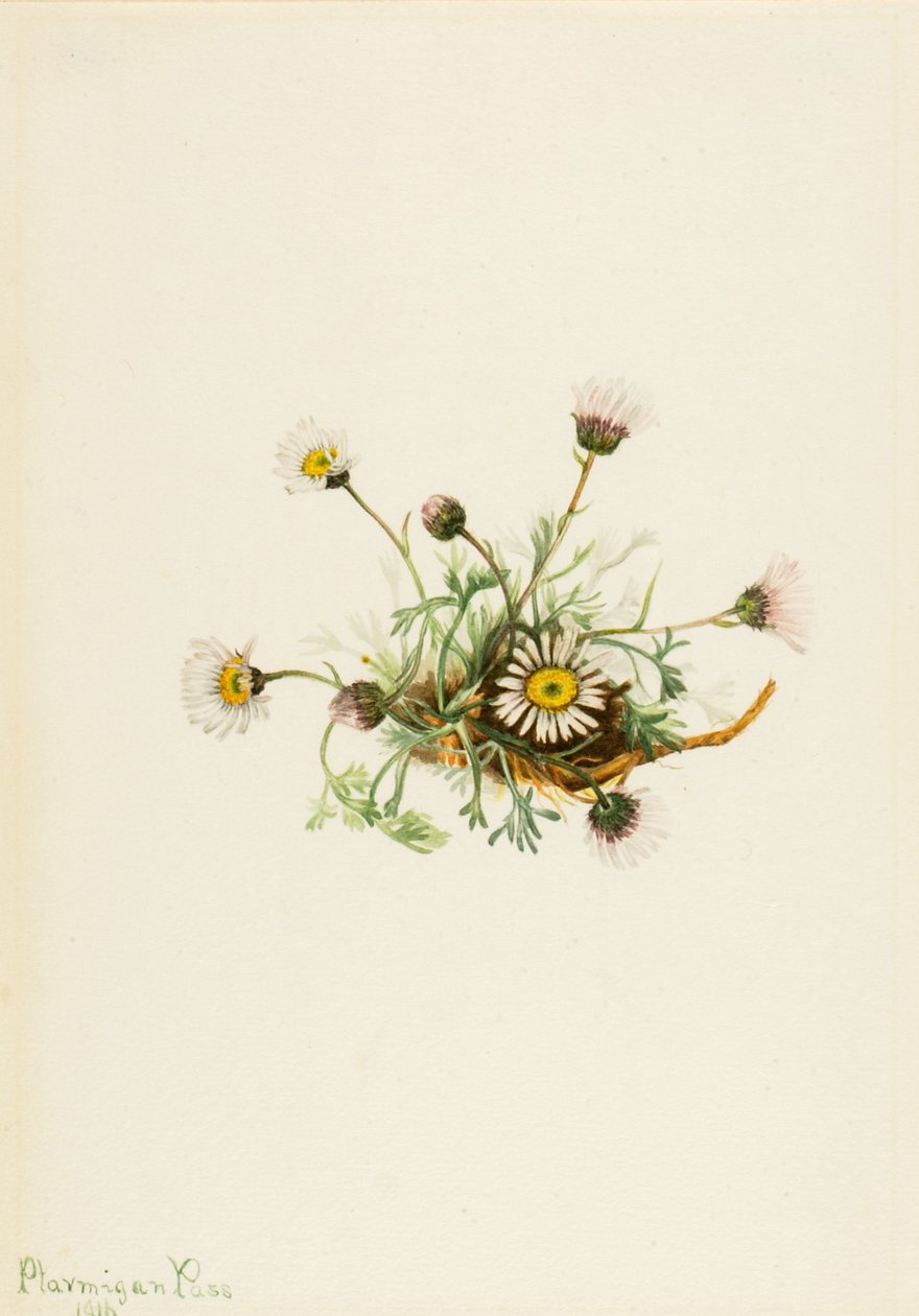 Cut-Leaf Fleabane Erigeron-kamp, ​​1916. av Mary Vaux Walcott