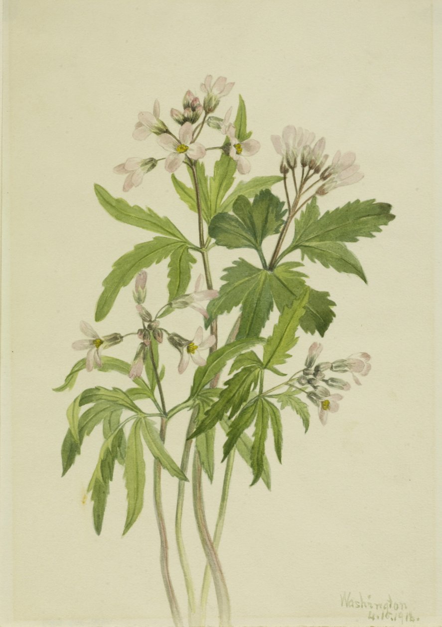Kutt tannurt Dentaria laciniata, 1918. av Mary Vaux Walcott