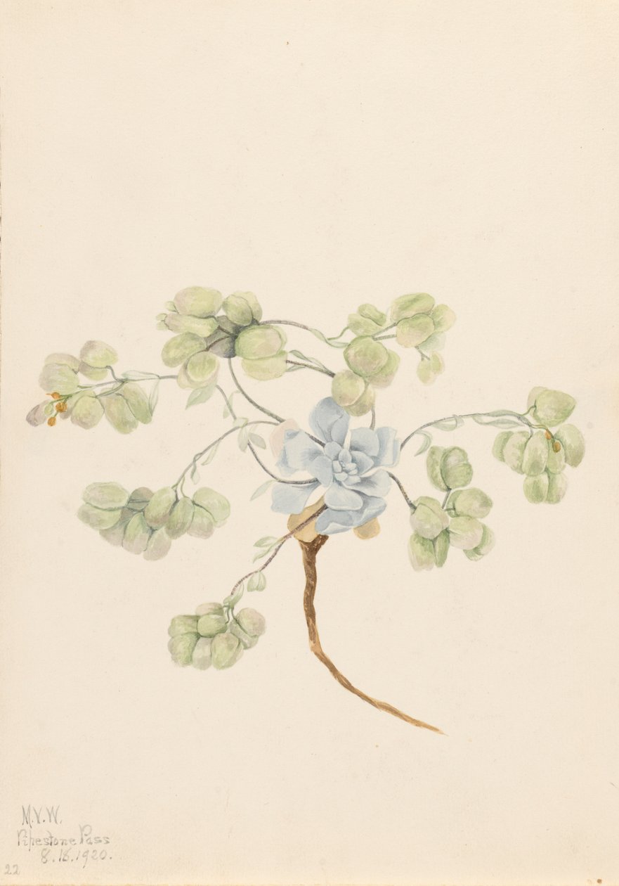 Dobbel blærepod Physaria didymocarpa, 1920. av Mary Vaux Walcott
