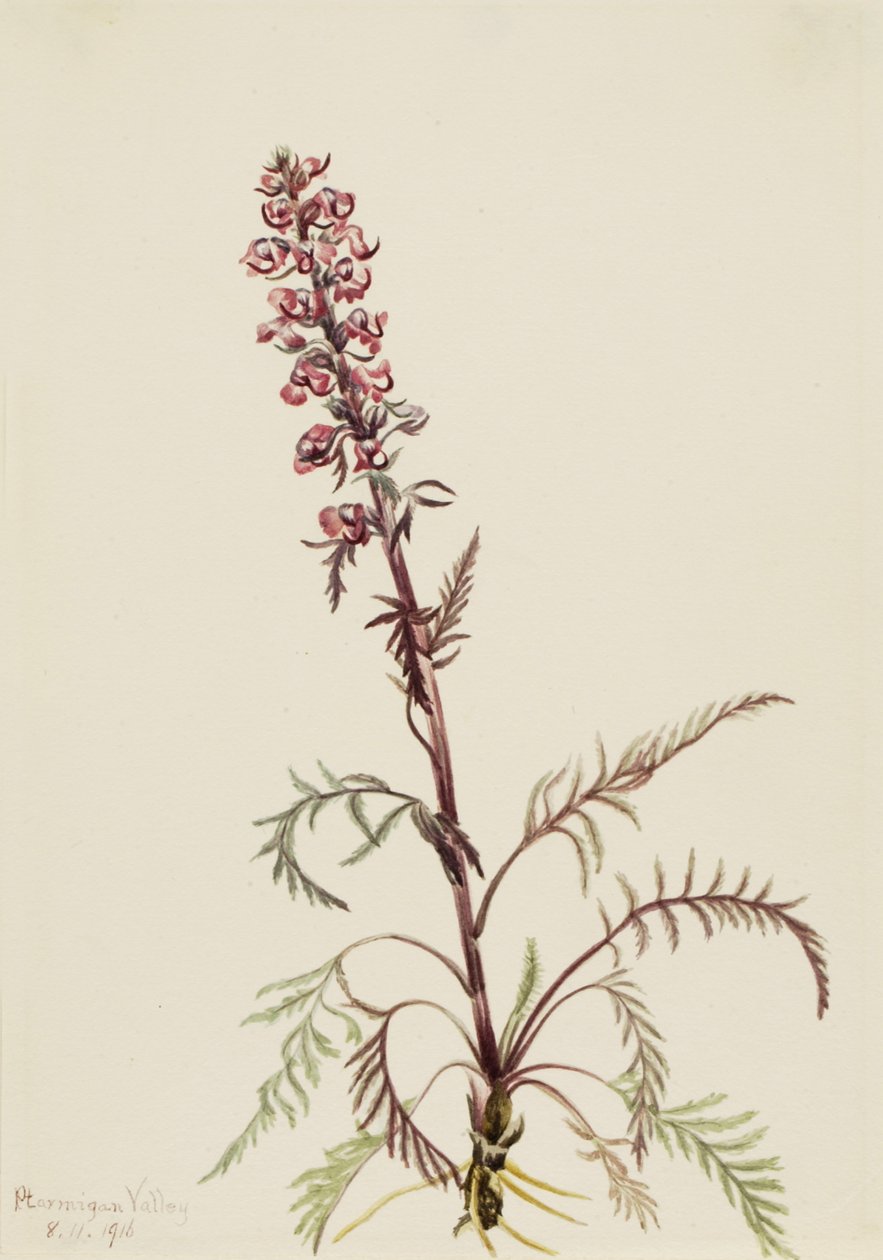 Elephanthead Pedicularis Greenlandica, 1916. av Mary Vaux Walcott