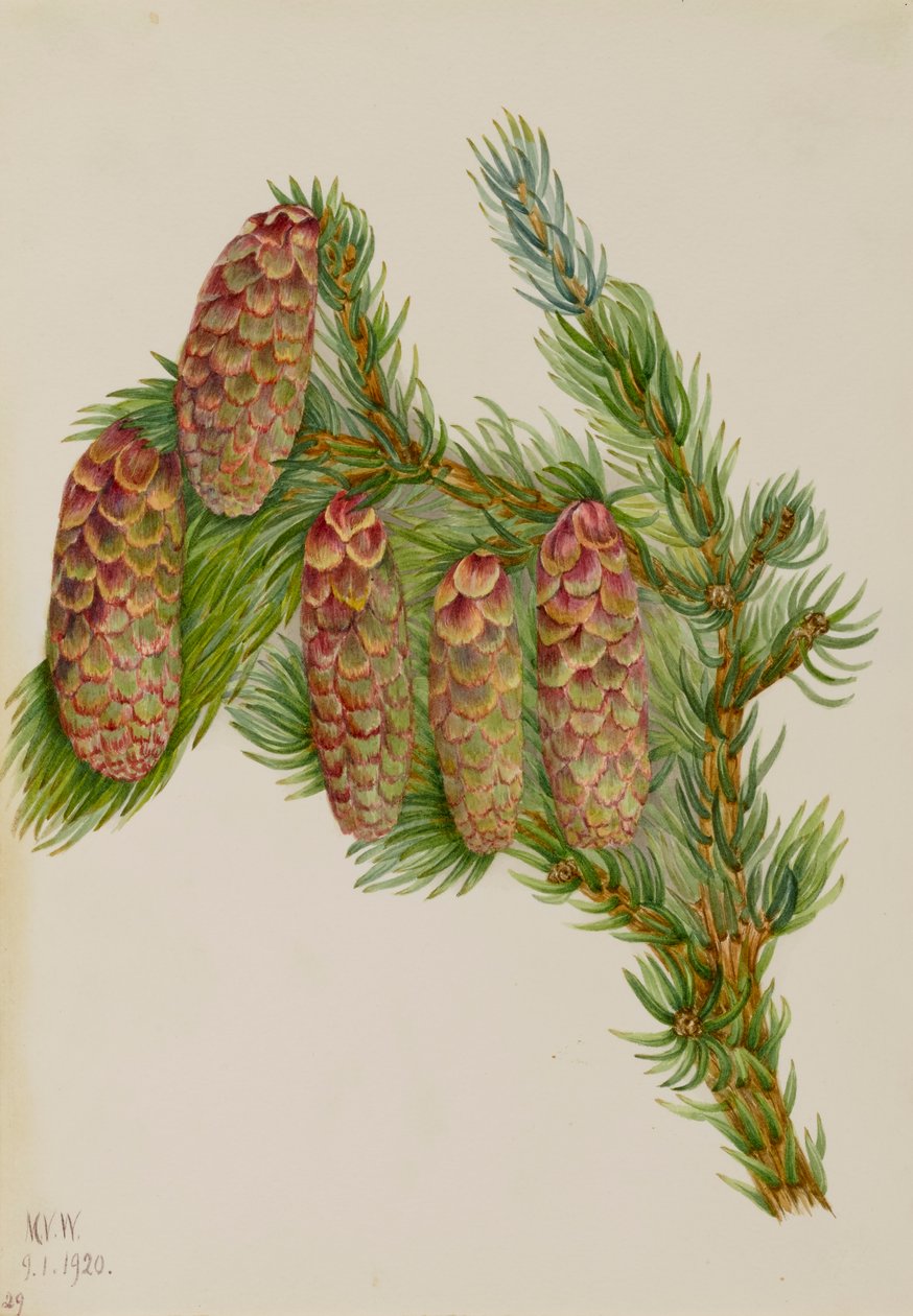 Engelmann Gran Picea engelmanni, 1920. av Mary Vaux Walcott