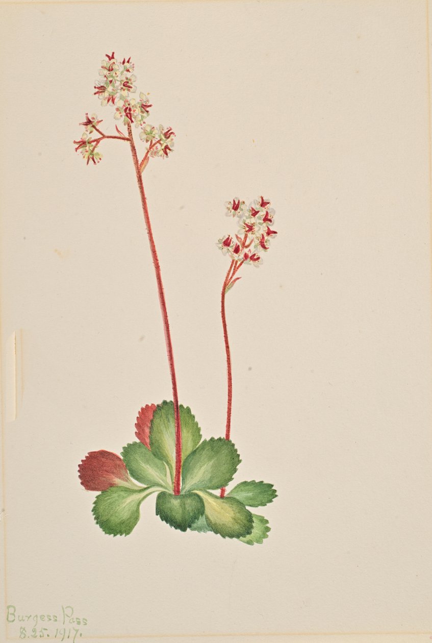 Evergreen Saxifrage Leptarrhena pyrolifolia, 1917. av Mary Vaux Walcott
