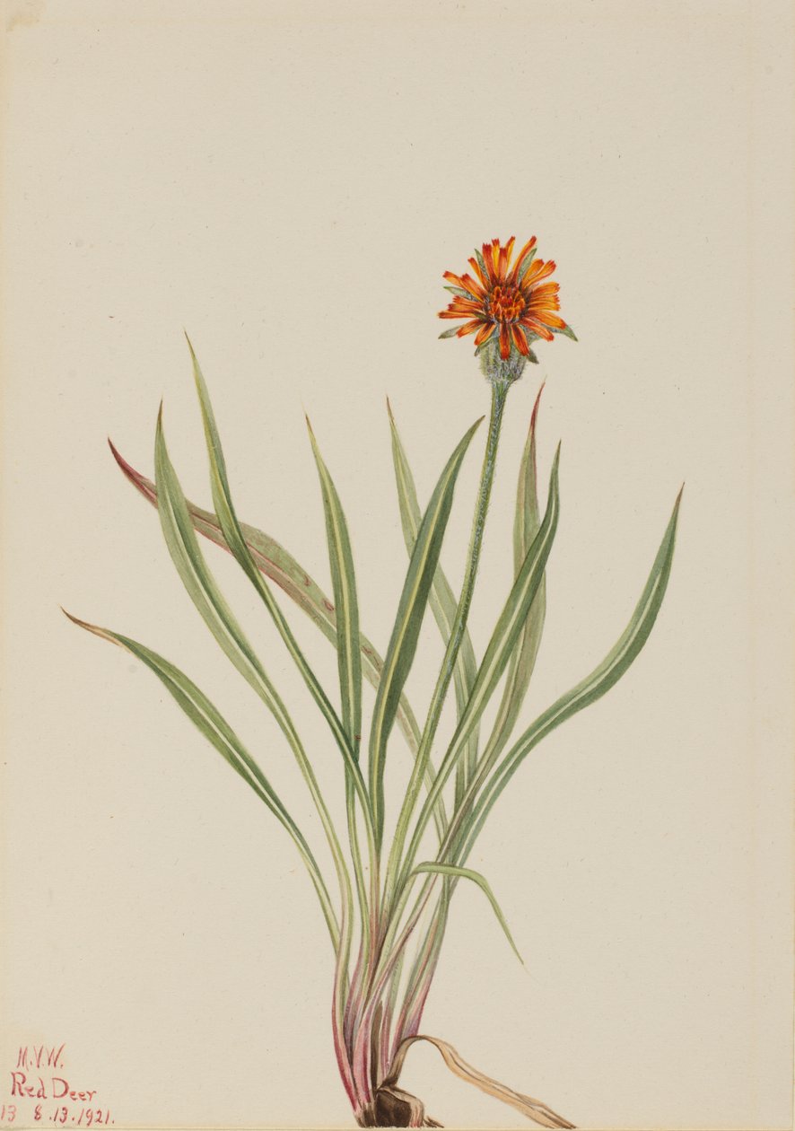 Falsk løvetann Agoseris aurantiaca, 1921. av Mary Vaux Walcott