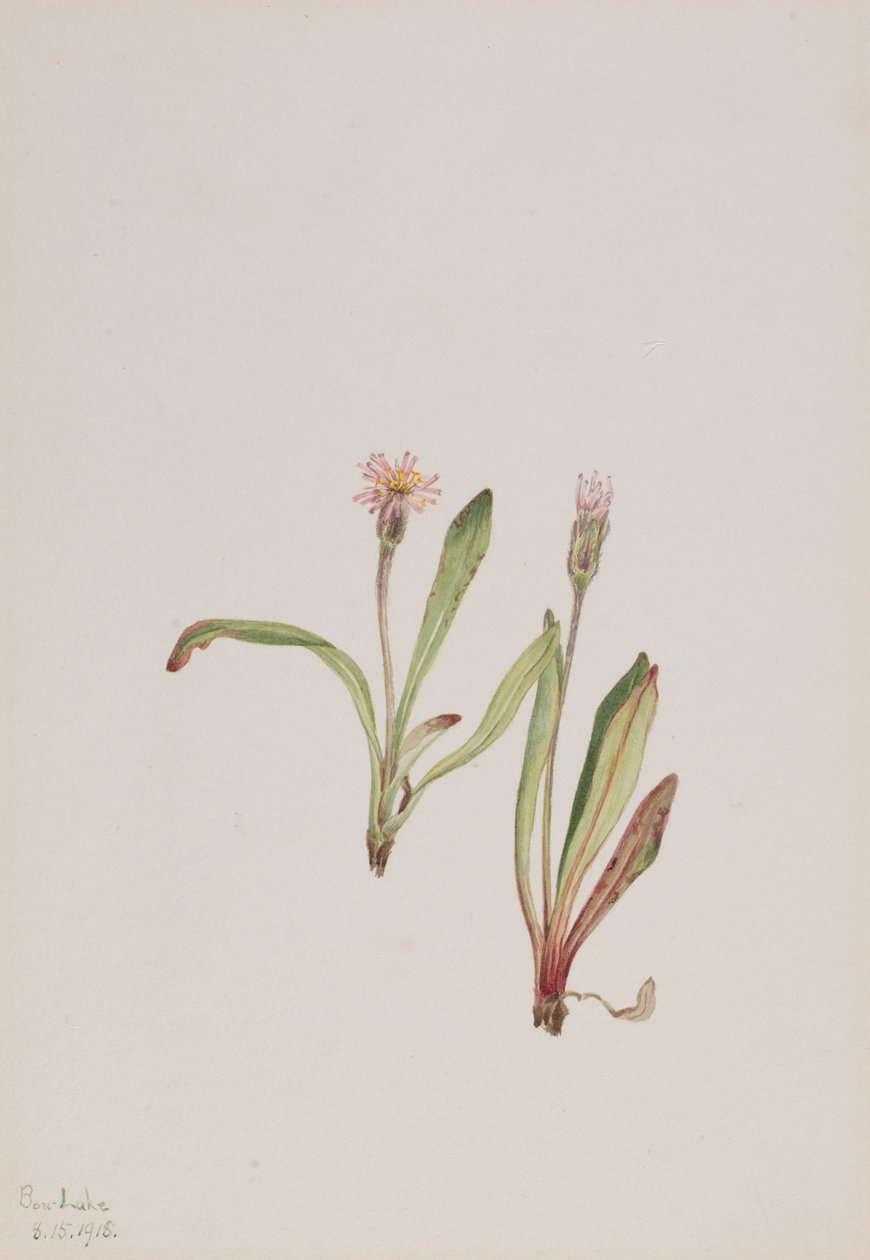 Falsk løvetann Agoseris carnea, 1918. av Mary Vaux Walcott