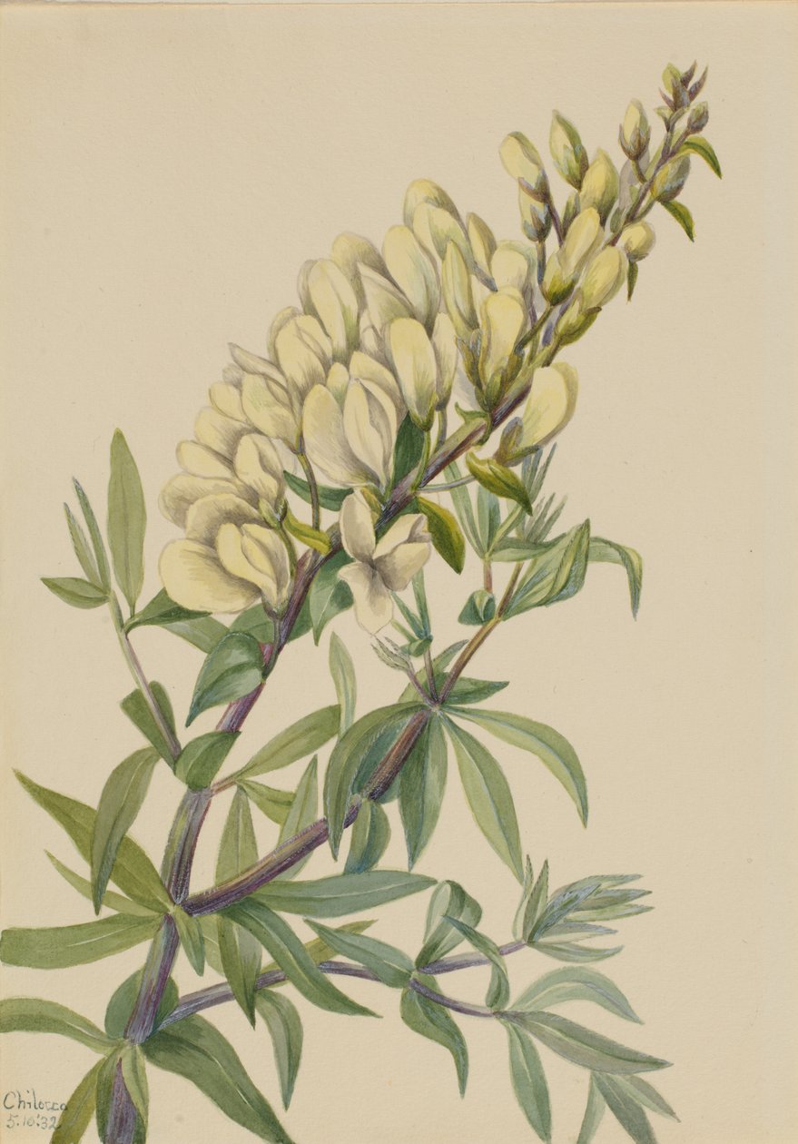 Falsk Indigo Baptista bructeata, 1932. av Mary Vaux Walcott