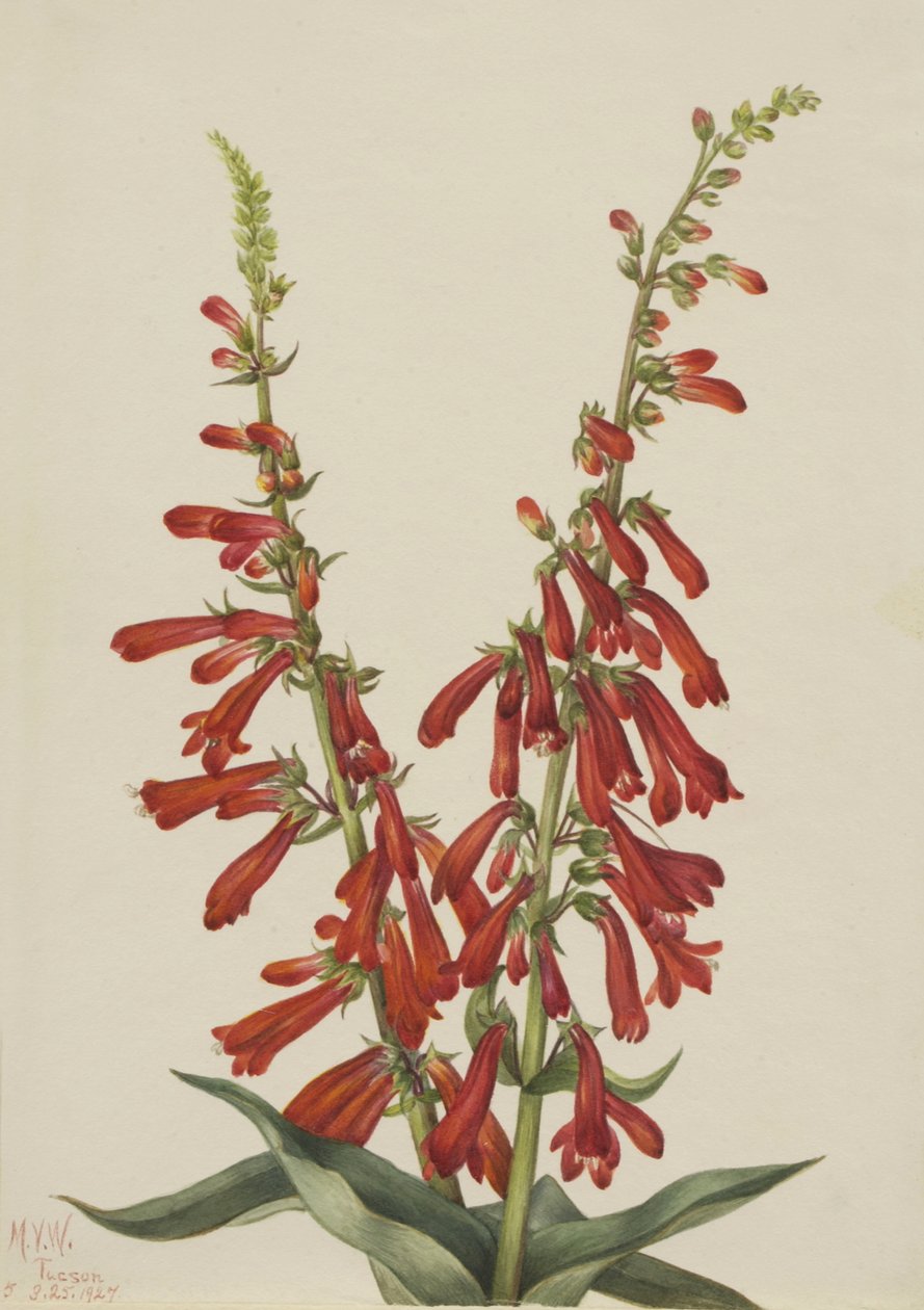 Fire Penstemon Penstemon eatonii, 1927. av Mary Vaux Walcott