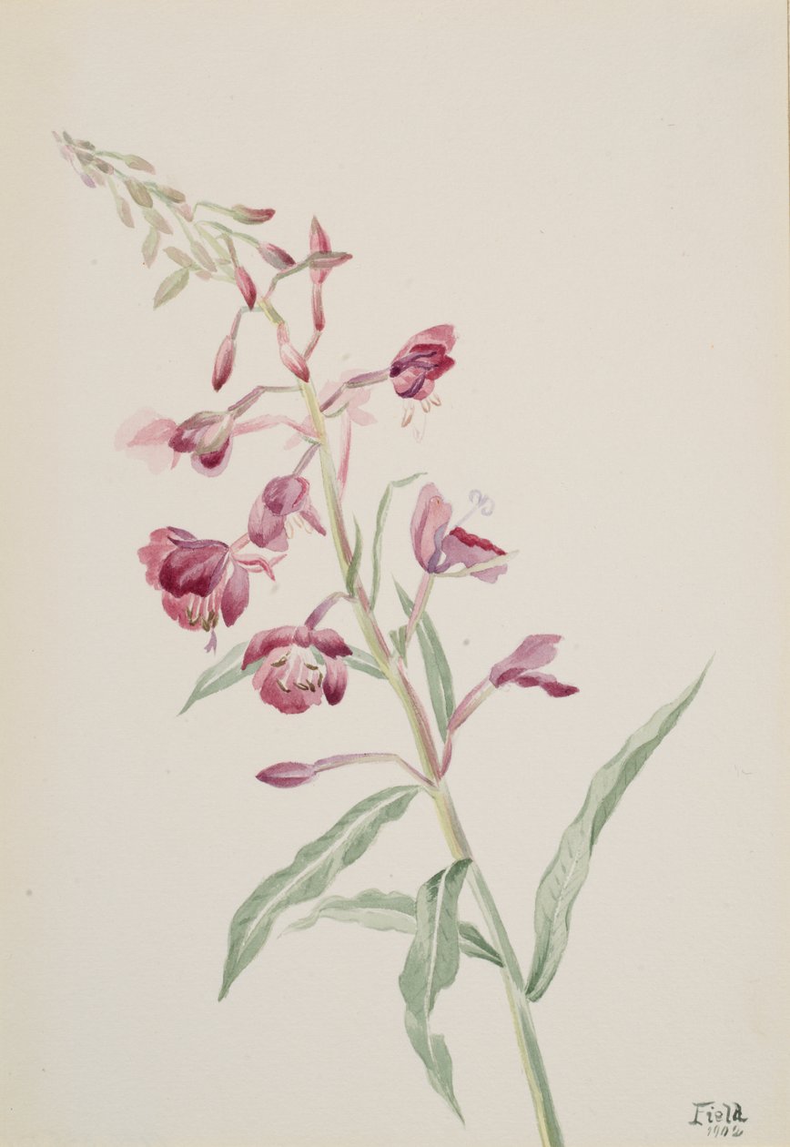 Fireweed Epilobium angustifolium, 1902. av Mary Vaux Walcott