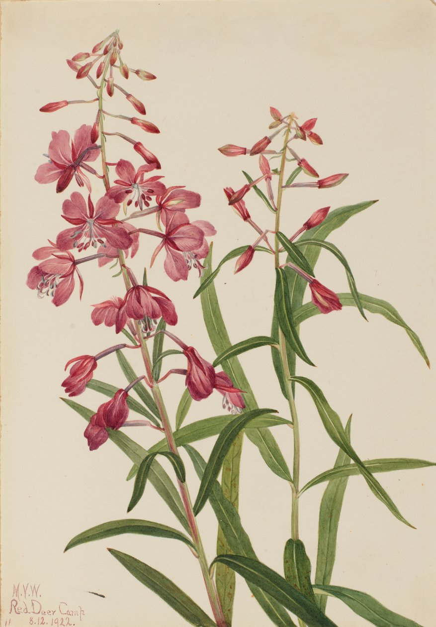 Fireweed Epilobium angustifolium, 1922. av Mary Vaux Walcott