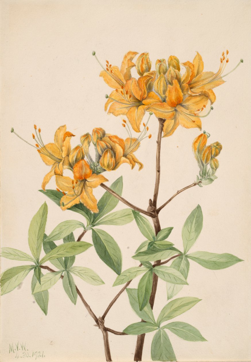 Flamme Azalea Azalea lutea, 1921. av Mary Vaux Walcott
