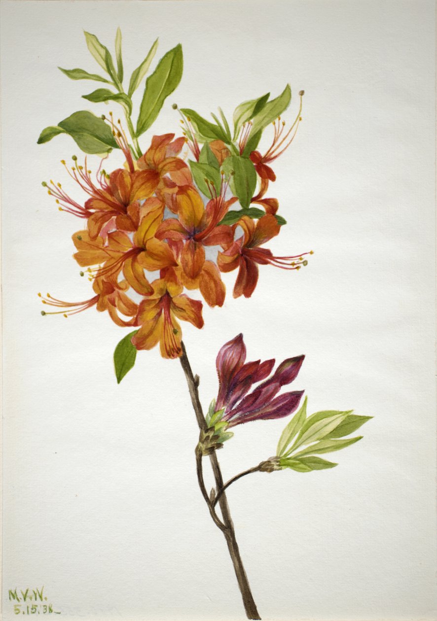 Flame Azalea Rhododendron speciosum, 1938. av Mary Vaux Walcott