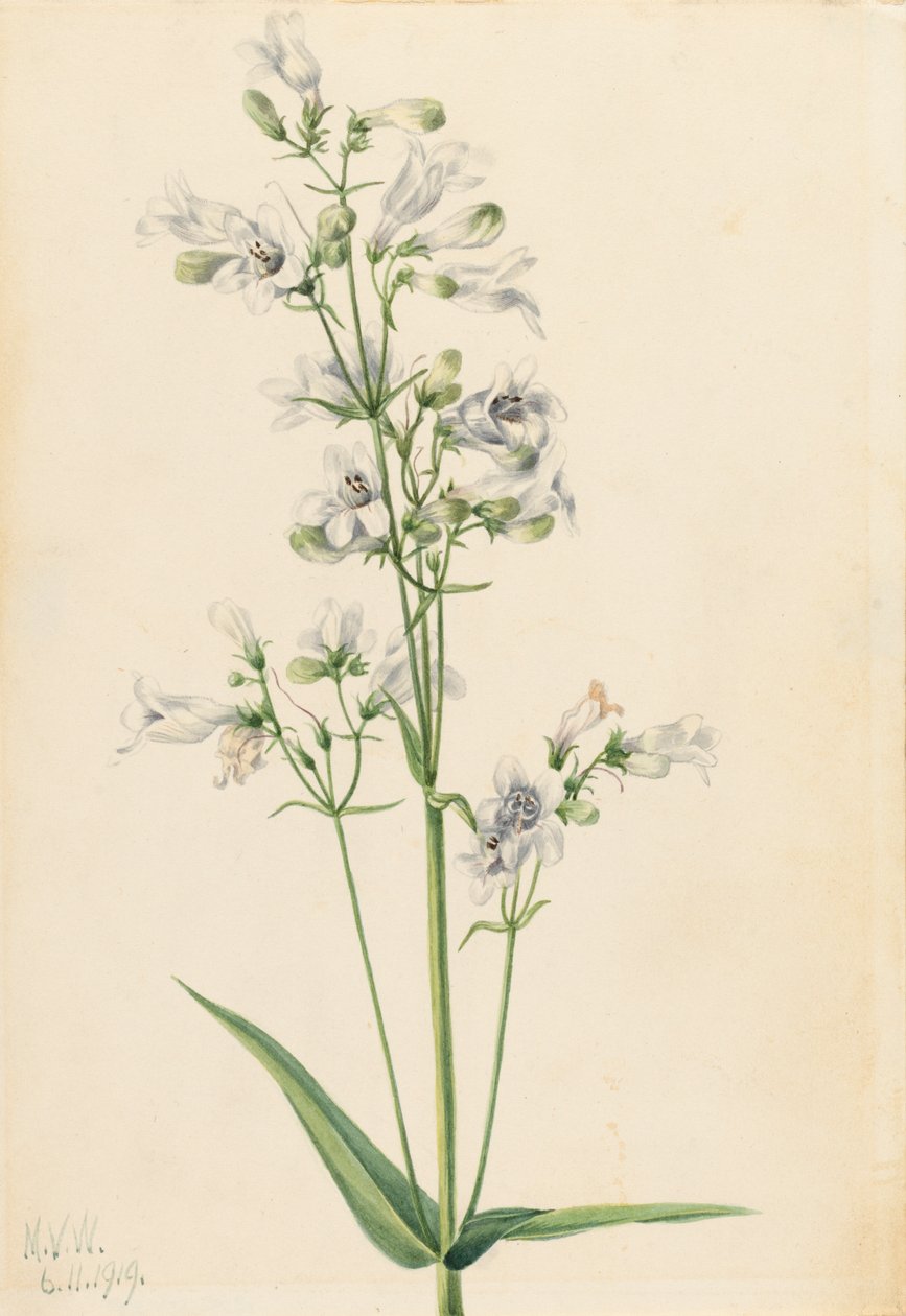 Foxglove Pentstemon Pentstemon digitalis, 1919. av Mary Vaux Walcott