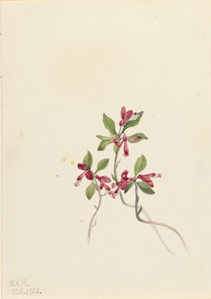 Frynset Polygala Polygala paucifolia, 1920. av Mary Vaux Walcott