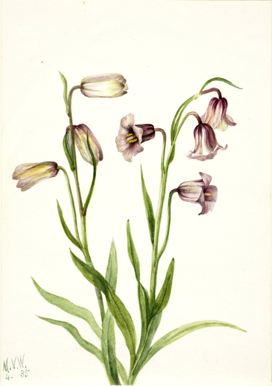 Fritillary Fritillaria biflora, 1935. av Mary Vaux Walcott
