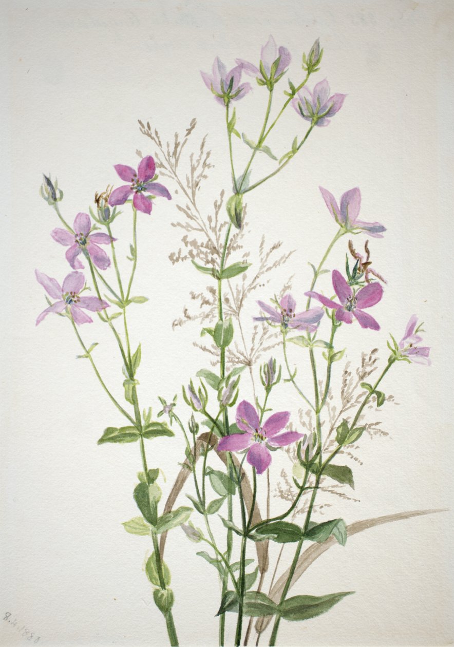 Gentianacease sabbalia angularis, 1880. av Mary Vaux Walcott