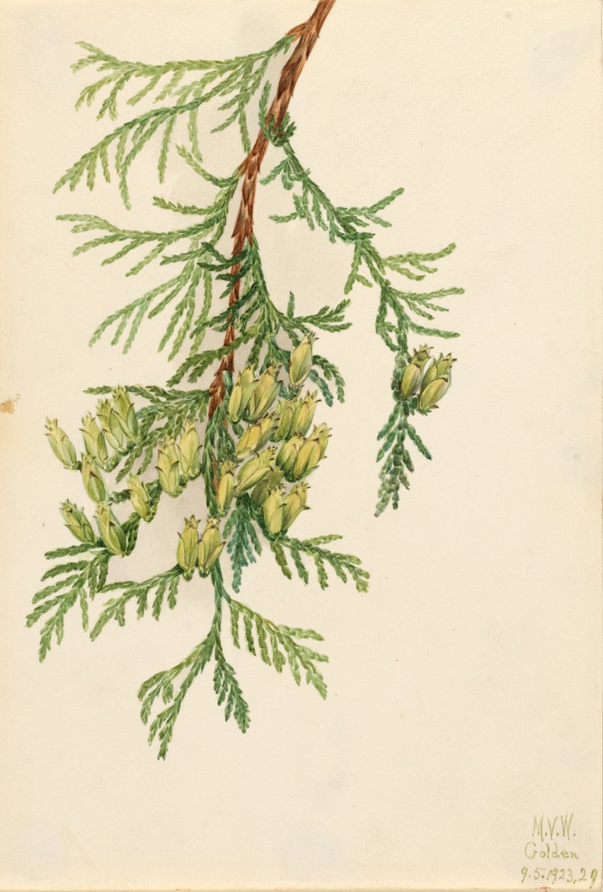 Giant Arborvitae Thuja plicata, 1923. av Mary Vaux Walcott
