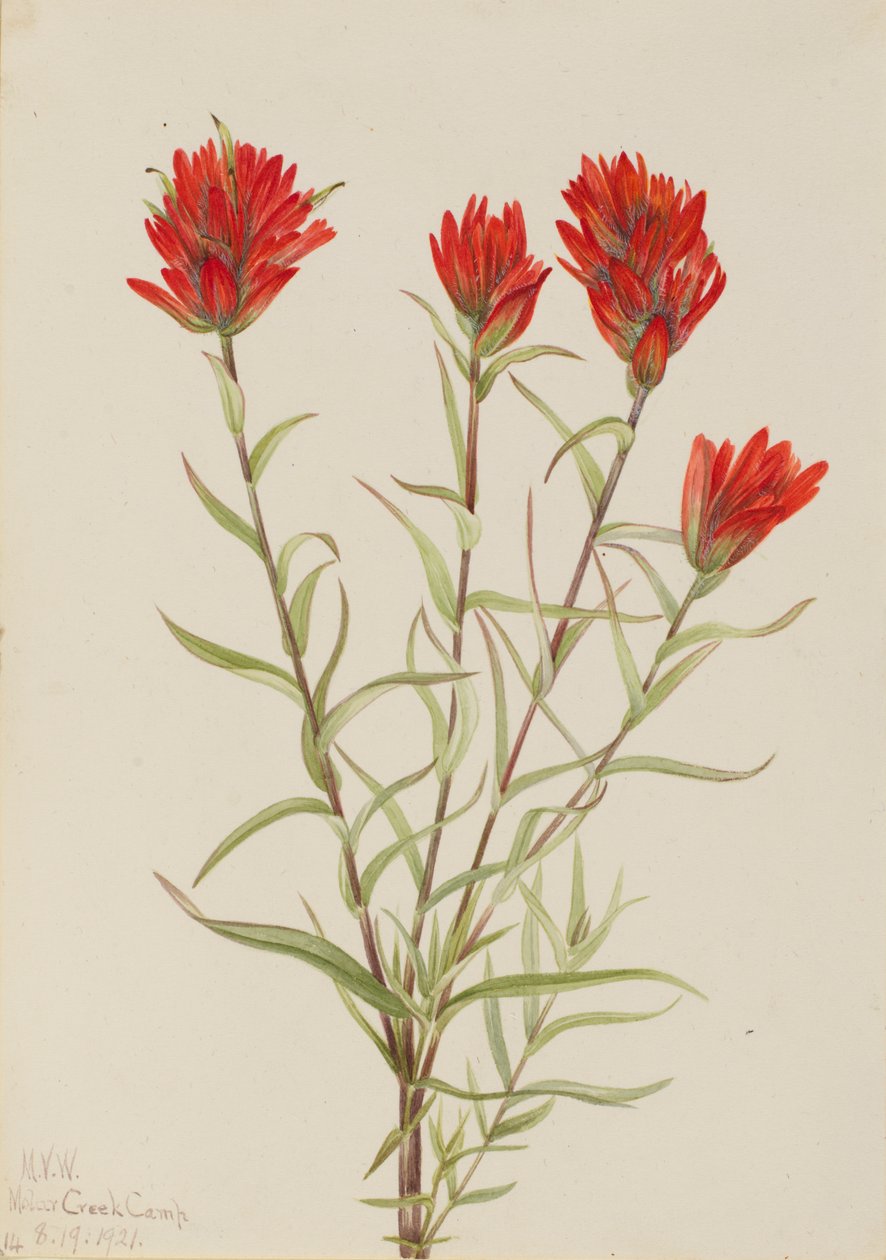 Kjemperød pensel Castilleja miniata, 1921. av Mary Vaux Walcott