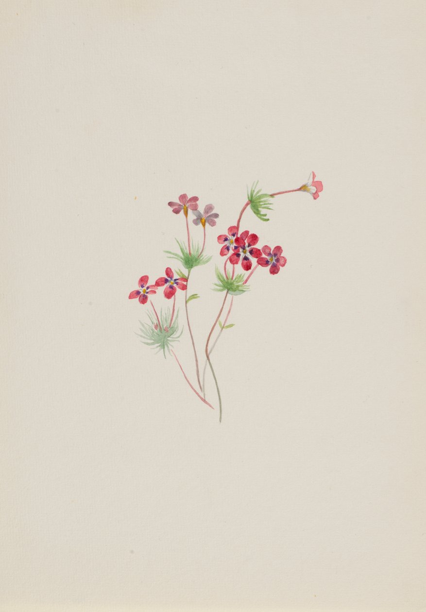 Gilia linanthus parviflorus, ca. 1900-1930. av Mary Vaux Walcott