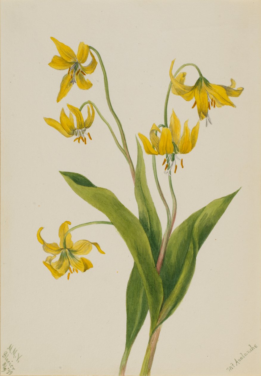 Glacierlily Erythronium grandiflorum, 1899. av Mary Vaux Walcott