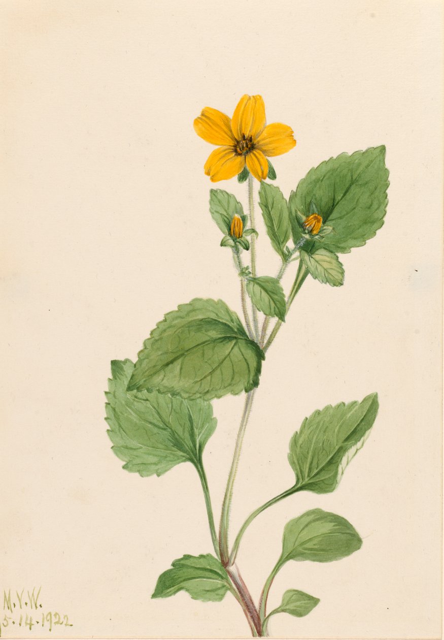 Golden Star Chrysogonum virginianum, 1922. av Mary Vaux Walcott