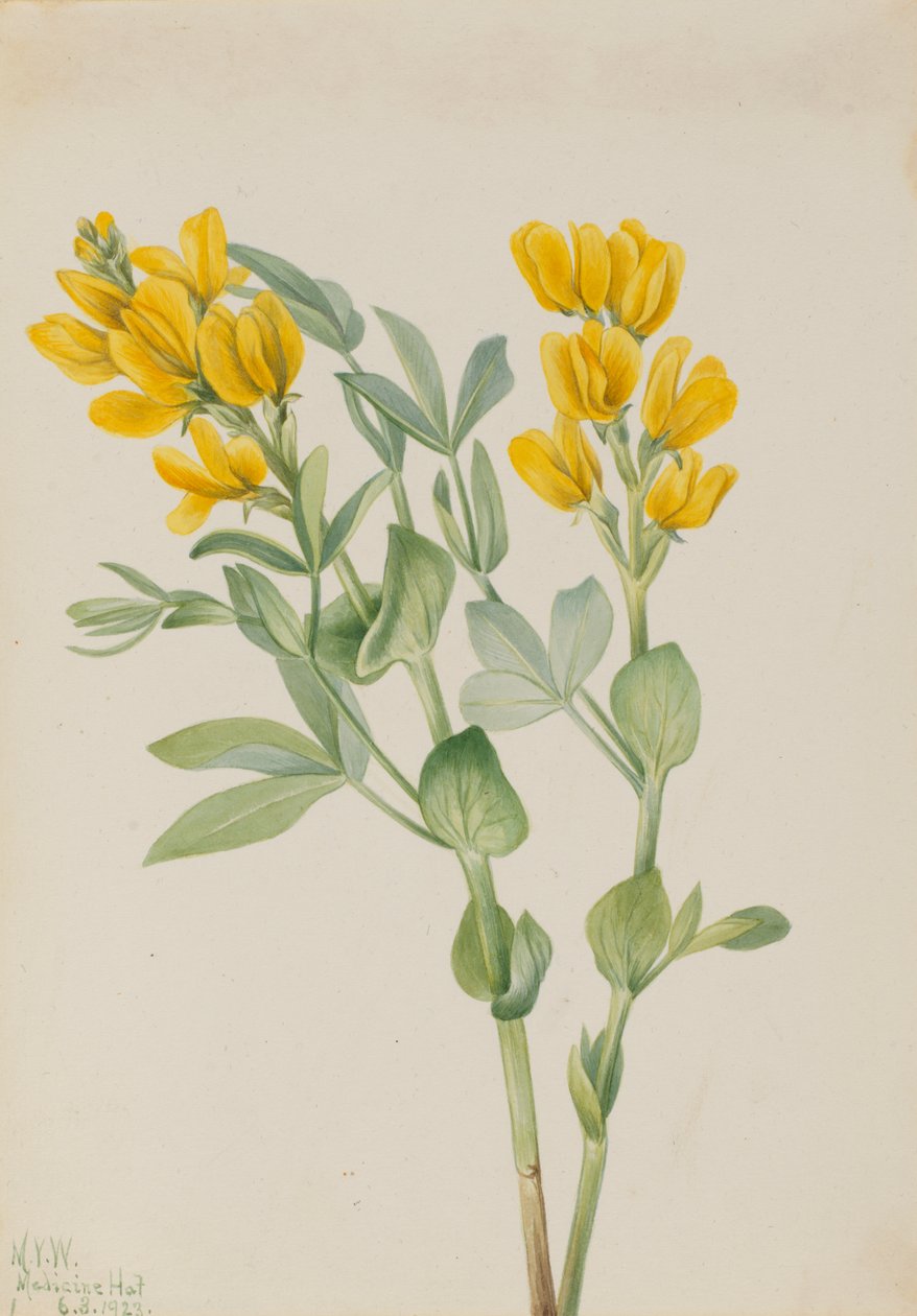 Goldenpea Thermopsis rhombifolia, 1923. av Mary Vaux Walcott