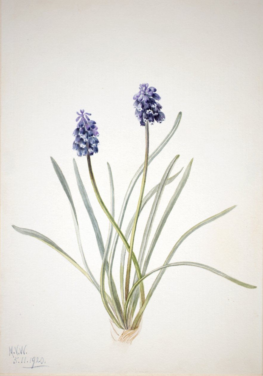Drue Hyacinth Muscari racemosum, 1920. av Mary Vaux Walcott