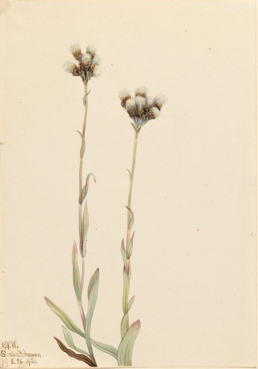 Grey Pussytoes Antennaria howellii, 1921. av Mary Vaux Walcott