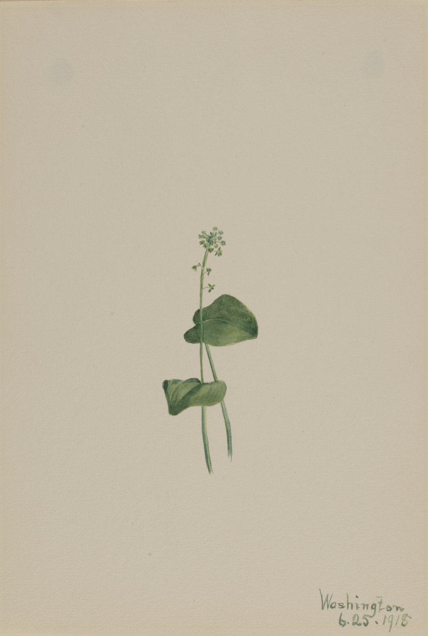 Grønn huggormmunn Malaxis unifolia, av Mary Vaux Walcott