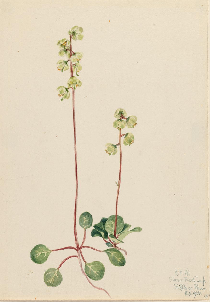 Grønn Pyrola Pyrola chlorantha, 1920. av Mary Vaux Walcott