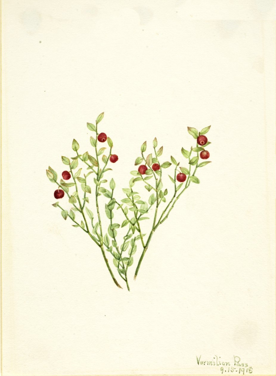 Grouse Whortleberry Vaccinium scoparium, 1918. av Mary Vaux Walcott