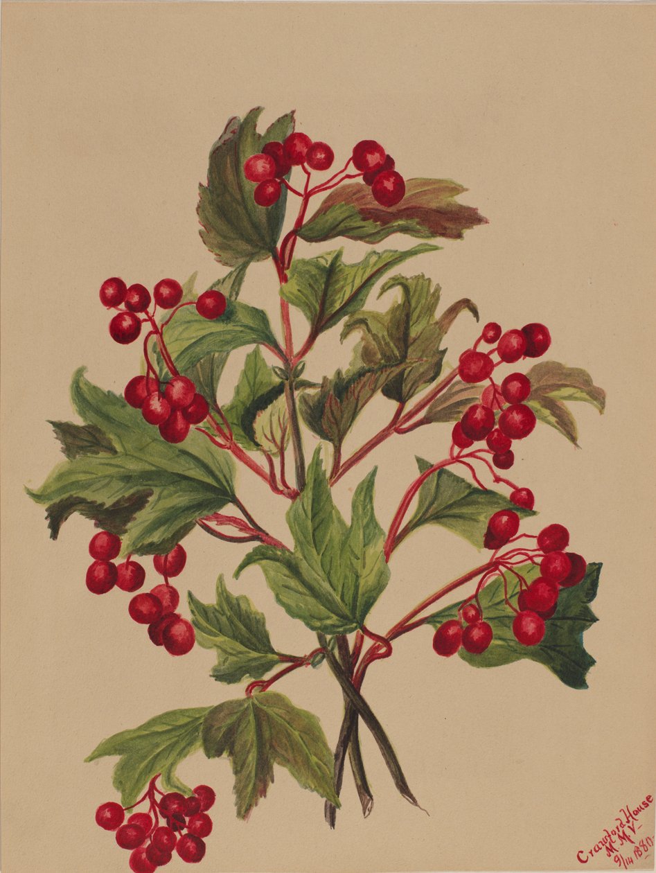Rypebær Viburnum americanum, 1880. av Mary Vaux Walcott