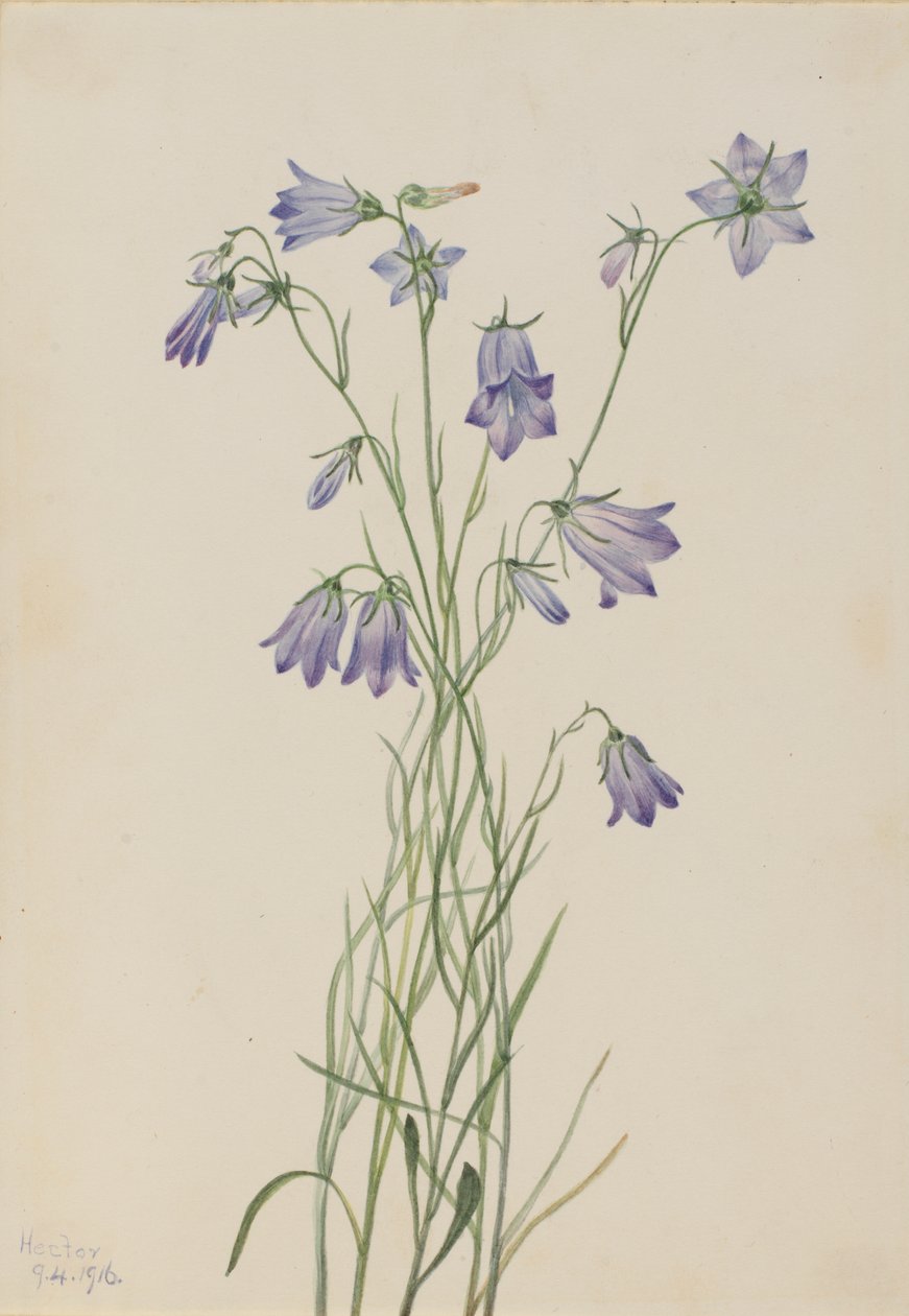 Harebell Campanula rotundifolia, 1916. av Mary Vaux Walcott
