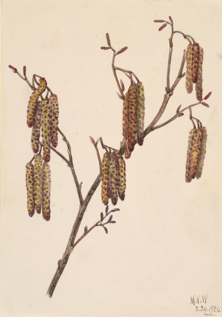 Hassel Alder Alnus regosa, 1920. av Mary Vaux Walcott