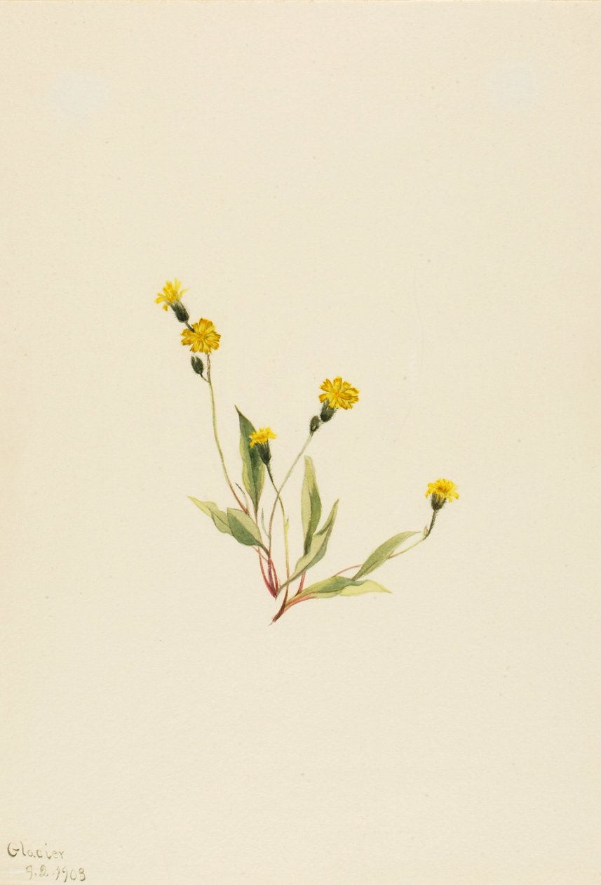 Heieracium gracile, 1903. av Mary Vaux Walcott