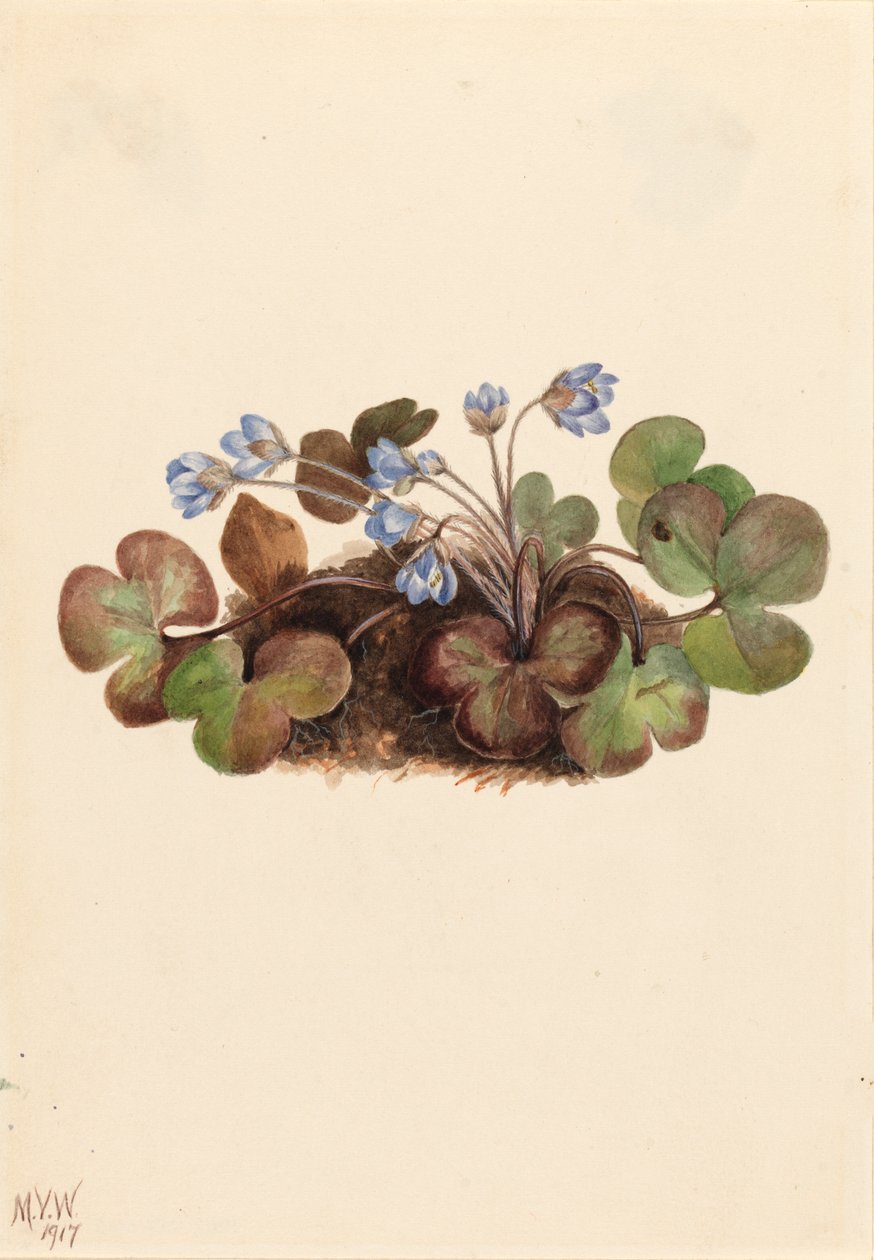 Amerikansk levermost, 1917. av Mary Vaux Walcott