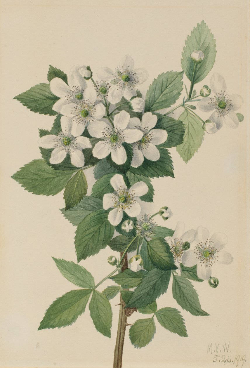 Highbush Blackberry Bush, 1919. av Mary Vaux Walcott