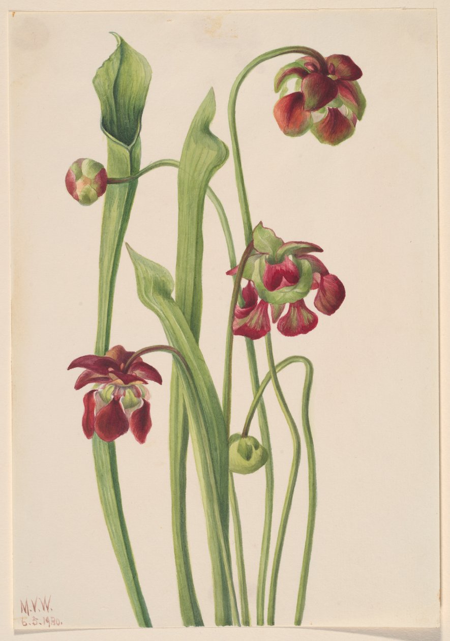 Hybrid Pitcherplant, 1930. av Mary Vaux Walcott