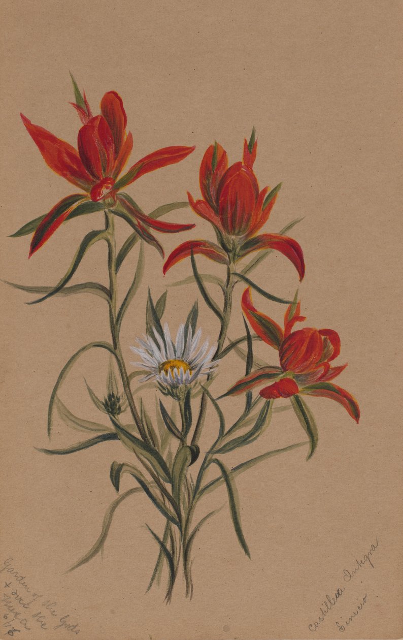 Indisk pensel Castilleja rhexifolia, 1883. av Mary Vaux Walcott