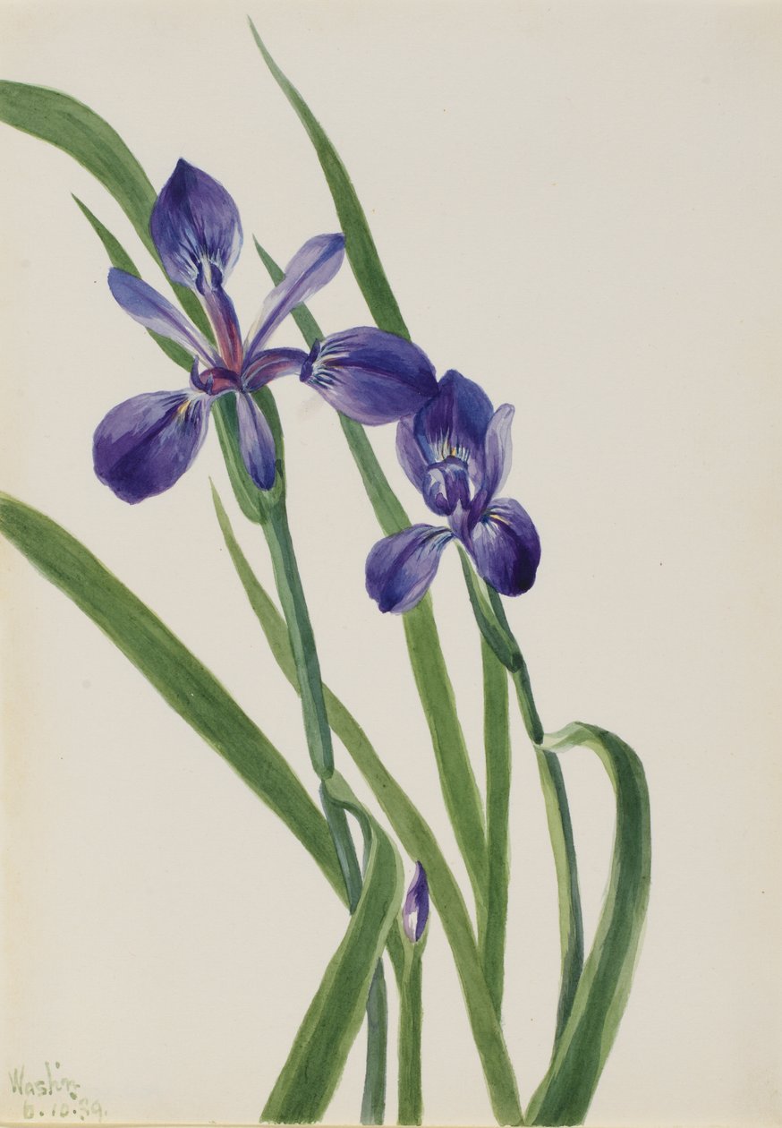 Iris Iris-art, 1939. av Mary Vaux Walcott
