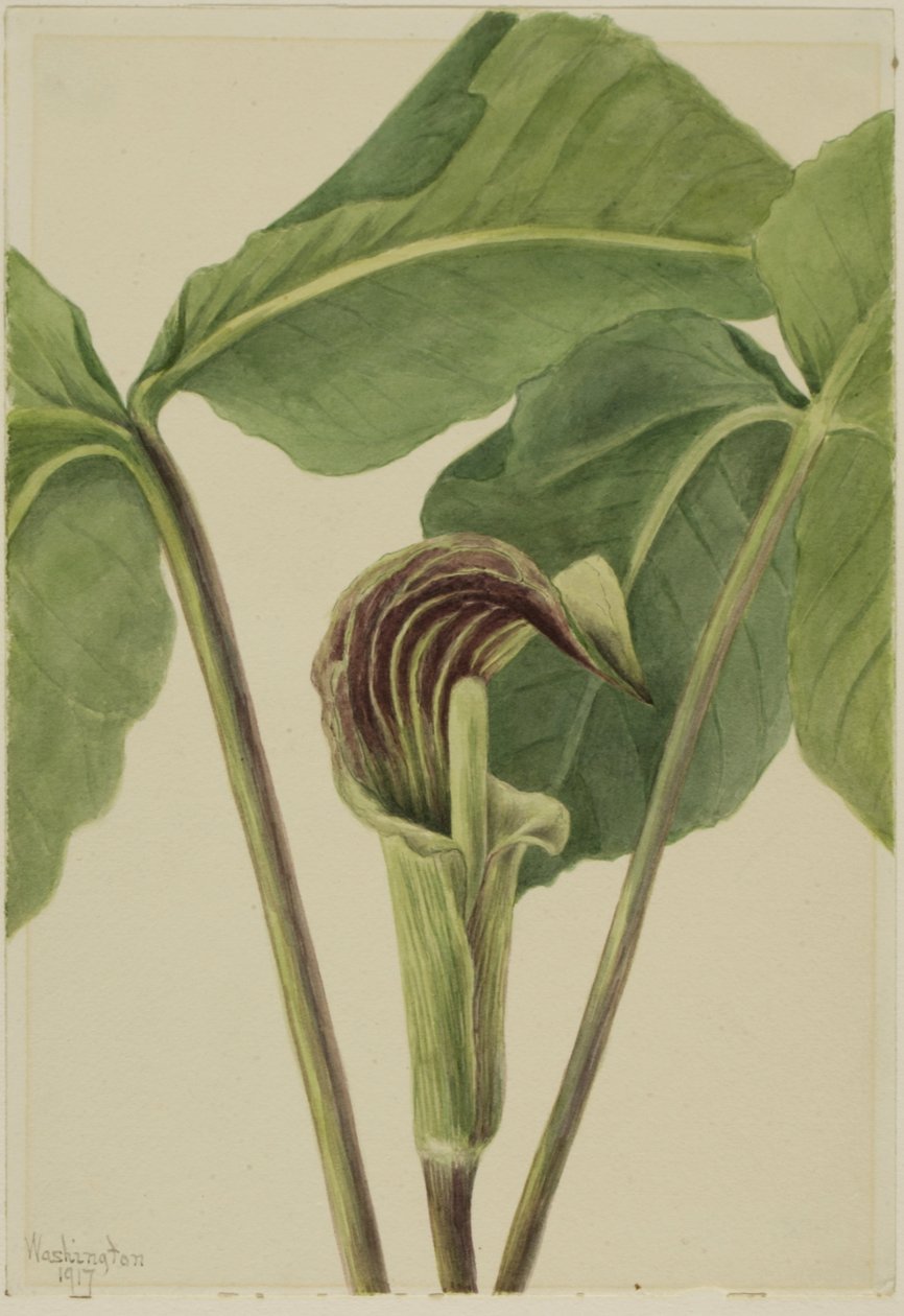 Jack-in-the-preikestolen Arisaema triphyllum, 1917. av Mary Vaux Walcott