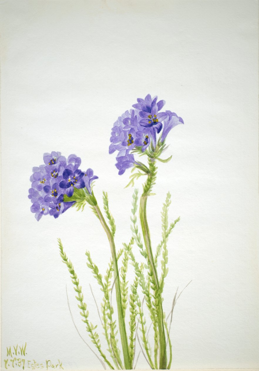 Jakobs stige Polemonium viscosum, 1937. av Mary Vaux Walcott