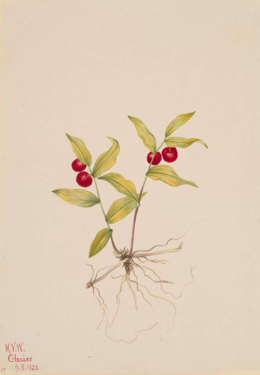 Kruhsea Kruhsea streptopoides, 1922. av Mary Vaux Walcott