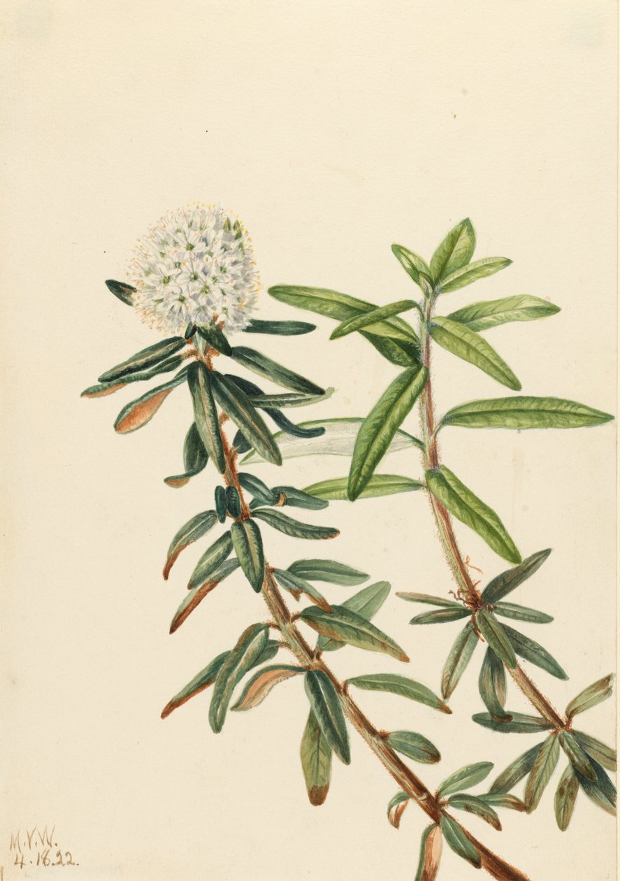 Labrador Tea Grønlandsis, 1922. av Mary Vaux Walcott